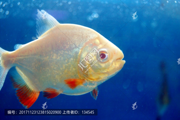 鯧魚