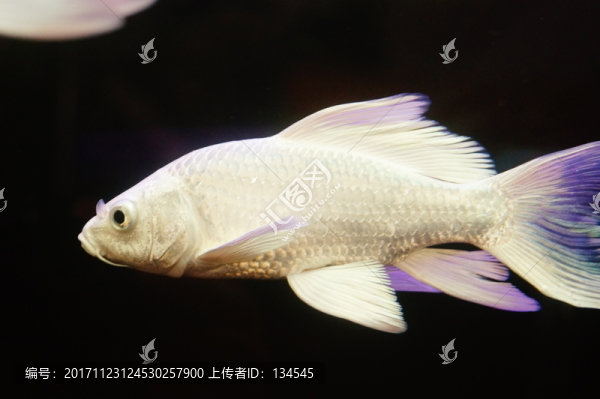 臺灣錦鯉