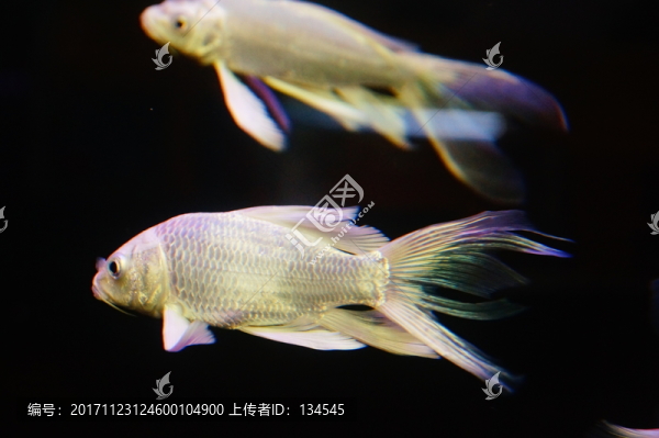臺(tái)灣錦鯉
