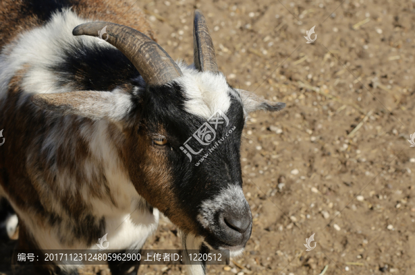 動(dòng)物