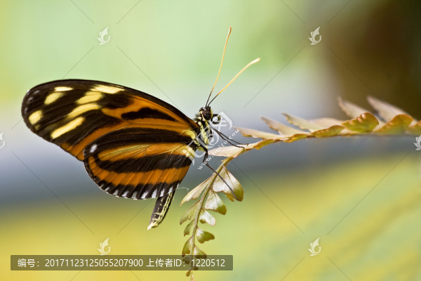 蝴蝶