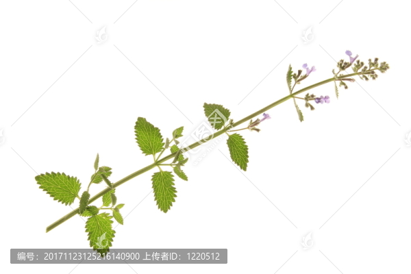 薄荷