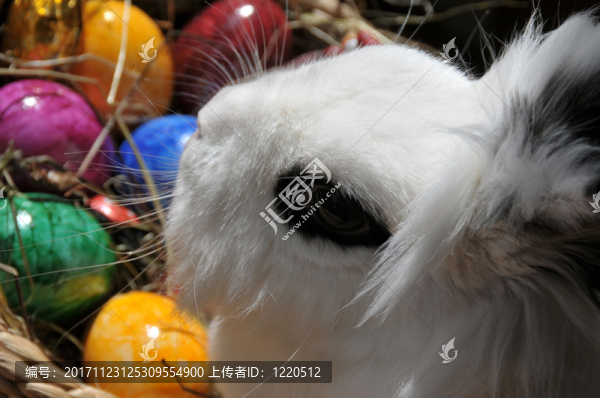 功能照片復活節(jié)