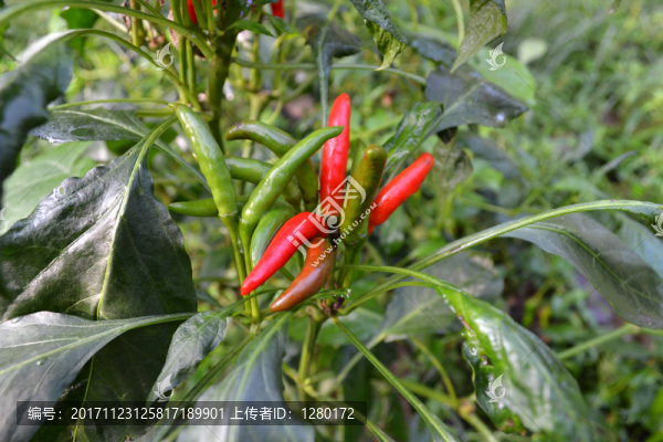 紅辣椒,尖椒
