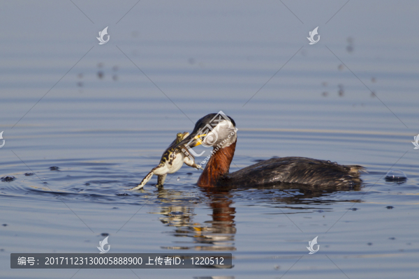 rothalstauscher吃青蛙（podiceps,grisegena）