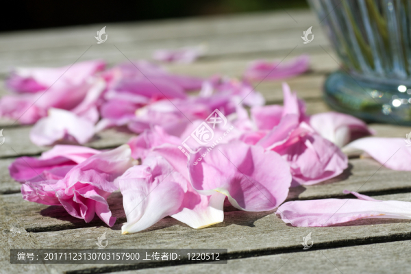牡丹花瓣