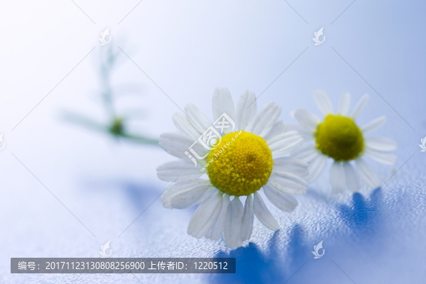 藍色