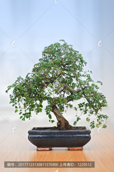 樹