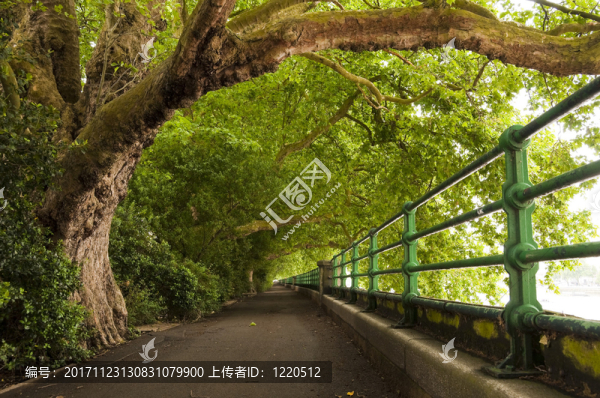 樹