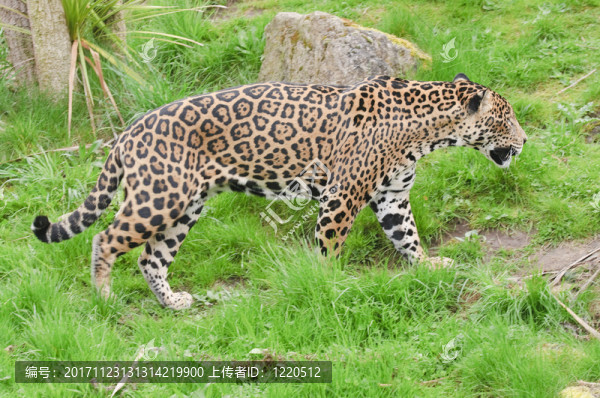 動物