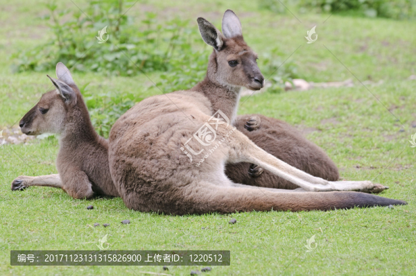 動物