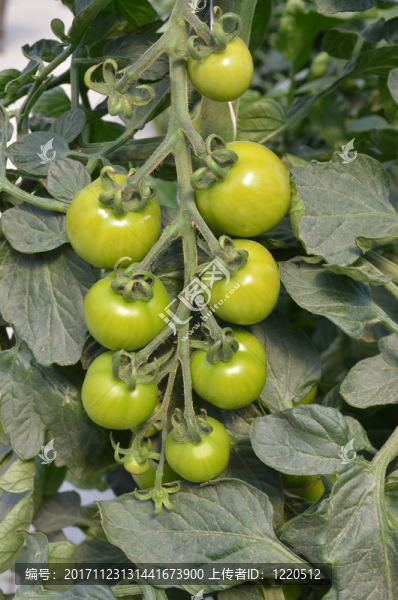在一個(gè)菜園里的有機(jī)西紅柿