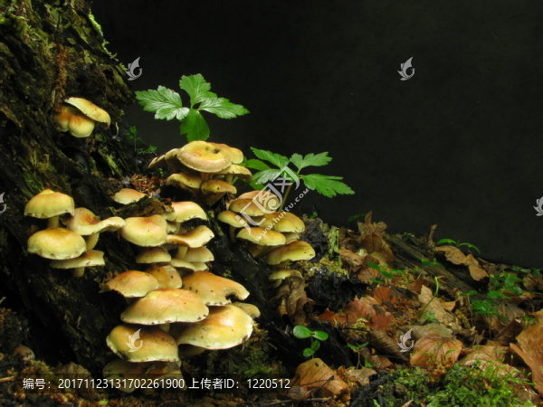 鮑姆皮茲