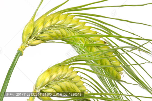 大麥（hordeum）被隔絕