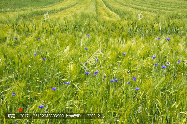 gerstenfeld（hordeum）在巴伐利亞州