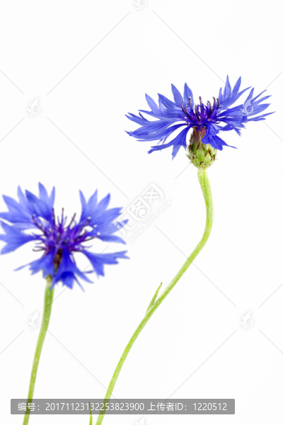 開花的矢車菊（矢車菊cyanus）