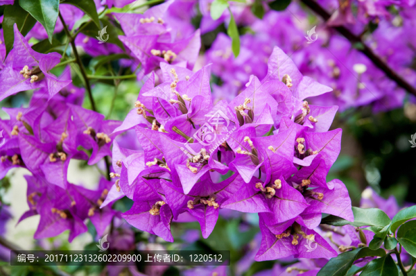 花