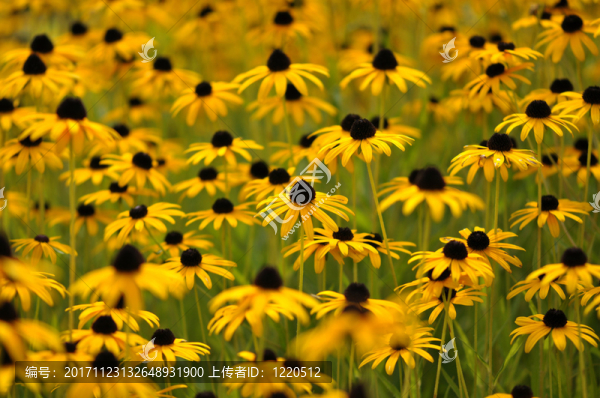 在hamm的blumenwiese