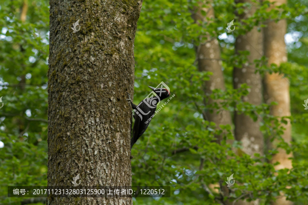 黑啄木鳥(niǎo)，dryocopus,martius，女性