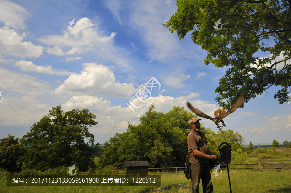 獵鷹與飛行鷹，獵鷹樹脂