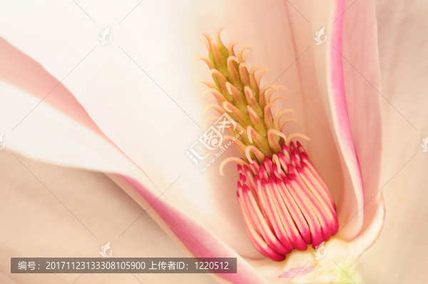 magnolienblüte