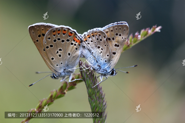 雇用