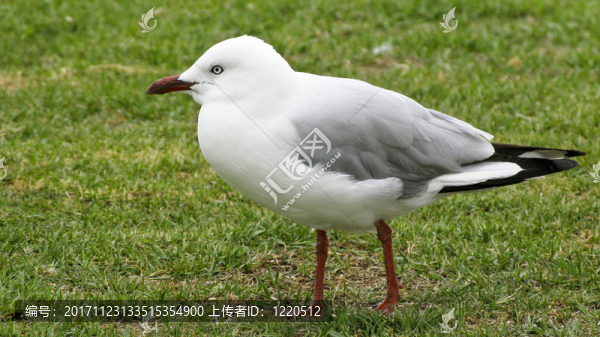 步