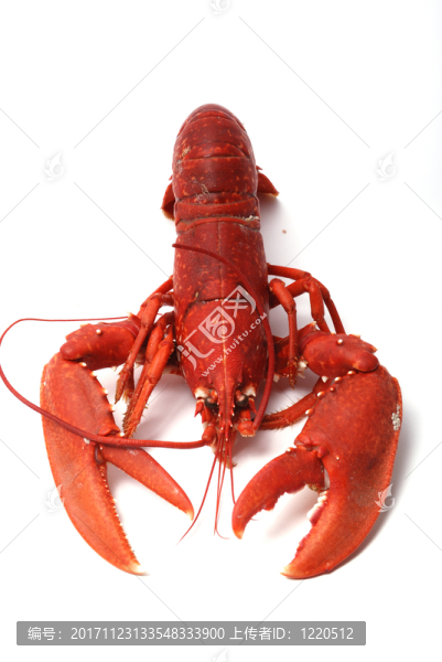 食物
