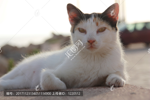 貓在墻上