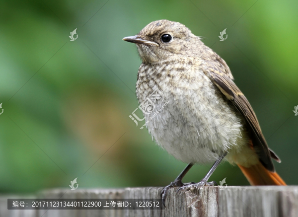 黑色redstart