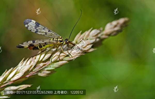 skorpionsfliege