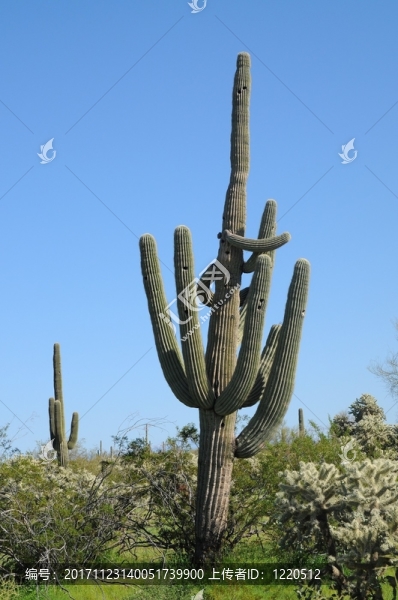 樹
