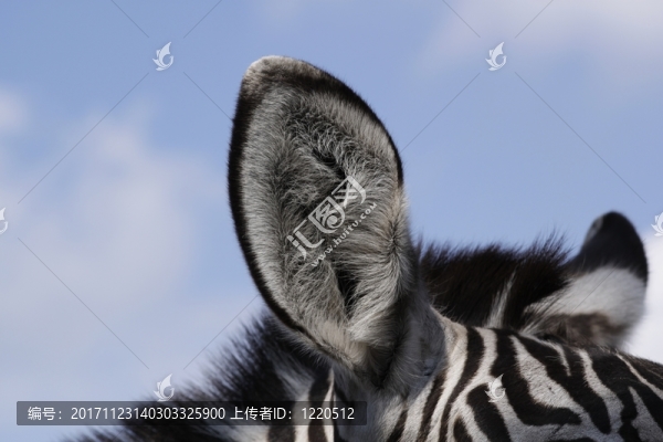授予斑馬（equus,quagga,boehmi）