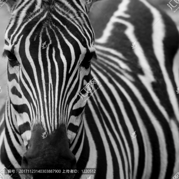 授予斑馬（equus,quagga,boehmi）
