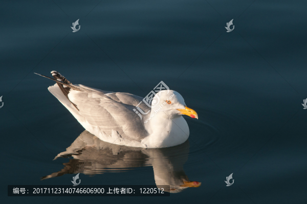 鯡魚鷗