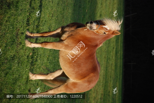 漢尼