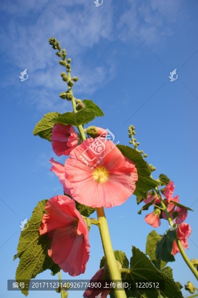 蜀葵
