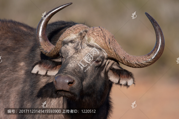 動物