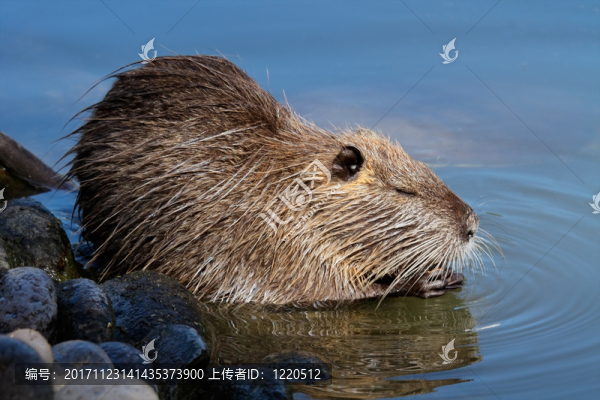 嚙齒目動物