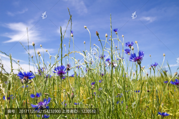 開(kāi)花的矢車菊（矢車菊cyanus）