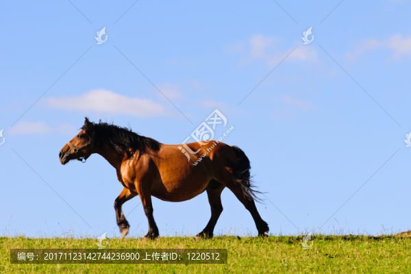 根據(jù)傍晚的太陽(yáng)，馬在草地上小跑