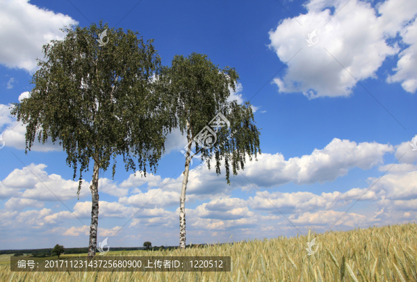 在領(lǐng)域的樺樹