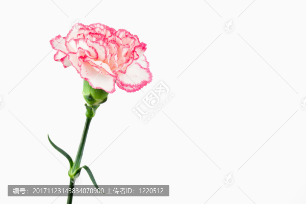 美麗的