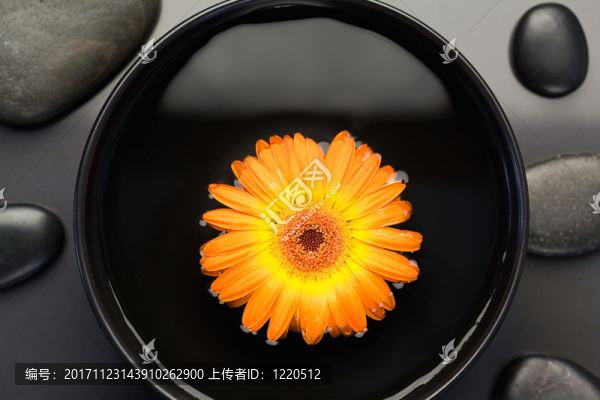 美麗的