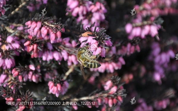 在erika上采集花蜜