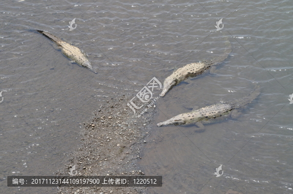 在哥斯達(dá)黎加的河鱷魚