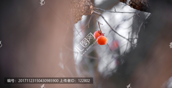 5D3,2754柿子