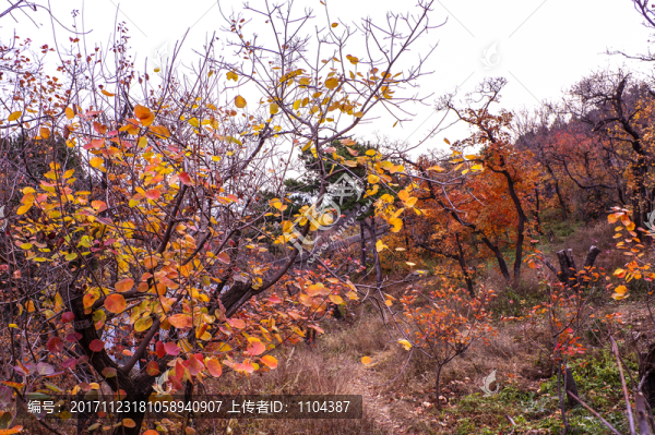 香山紅葉