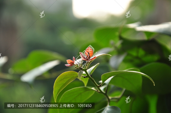 三角梅