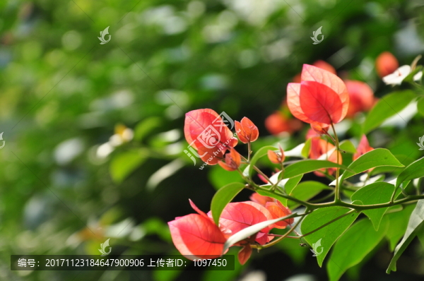 三角梅